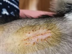 -康乐宝动物医院