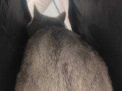 -纳吉亚猫专科动物诊疗中心(蒋宅口分院)