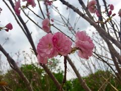 -天适樱花悠乐园