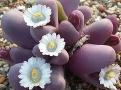 -兰陵国家农业公园