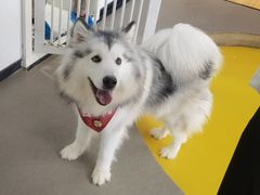 -Husky Go! 哈士奇体验馆·宠物咖啡厅狗咖