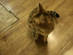 android_upload_pic-猫色咖啡·猫咖