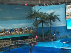 -海合安成都极地海洋公园