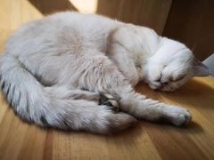 -猫腻·猫咖·撸猫馆(星光大道店)