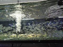 -中环花鸟鱼虫市场