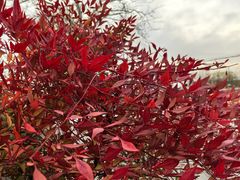 -白水寺森林公园