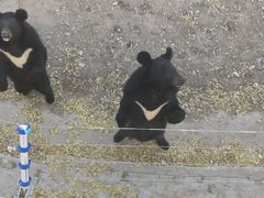-大青山野生动物园