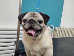 -派多格宠物·购宠(靛厂路店)