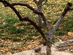 -元大都城垣遗址公园