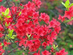 -瑞安圣井山景区