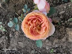 -沈阳植物园