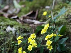 -天目山大树王景区
