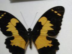 -上海昆虫博物馆