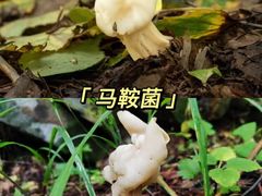 -灵山