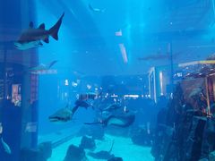 -迪拜水族馆及水下动物园