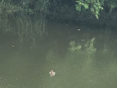 -新江湾城公园