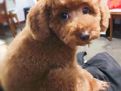 -帕帕拉兹宠物(亚洲旗舰店)