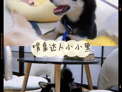 -逗柴咖啡屋·狗咖猫咖宠物桌游