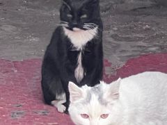 -爆肚冯(廊房二条店)