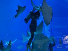 -烟台海昌鲸鲨海洋公园