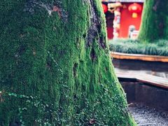 -江西龙虎山景区