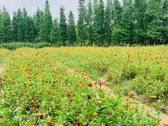 -艾溪湖湿地公园