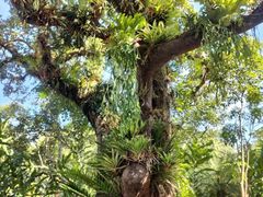 -中国科学院西双版纳热带植物园