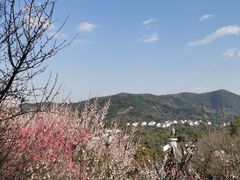 -香雪海
