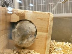 -狗道宠物(常熟印象城店)