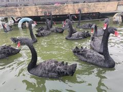 -无锡动物园·太湖欢乐园
