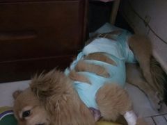 -美联众合宠物医院·爱萌分院·内外科·猫科中心