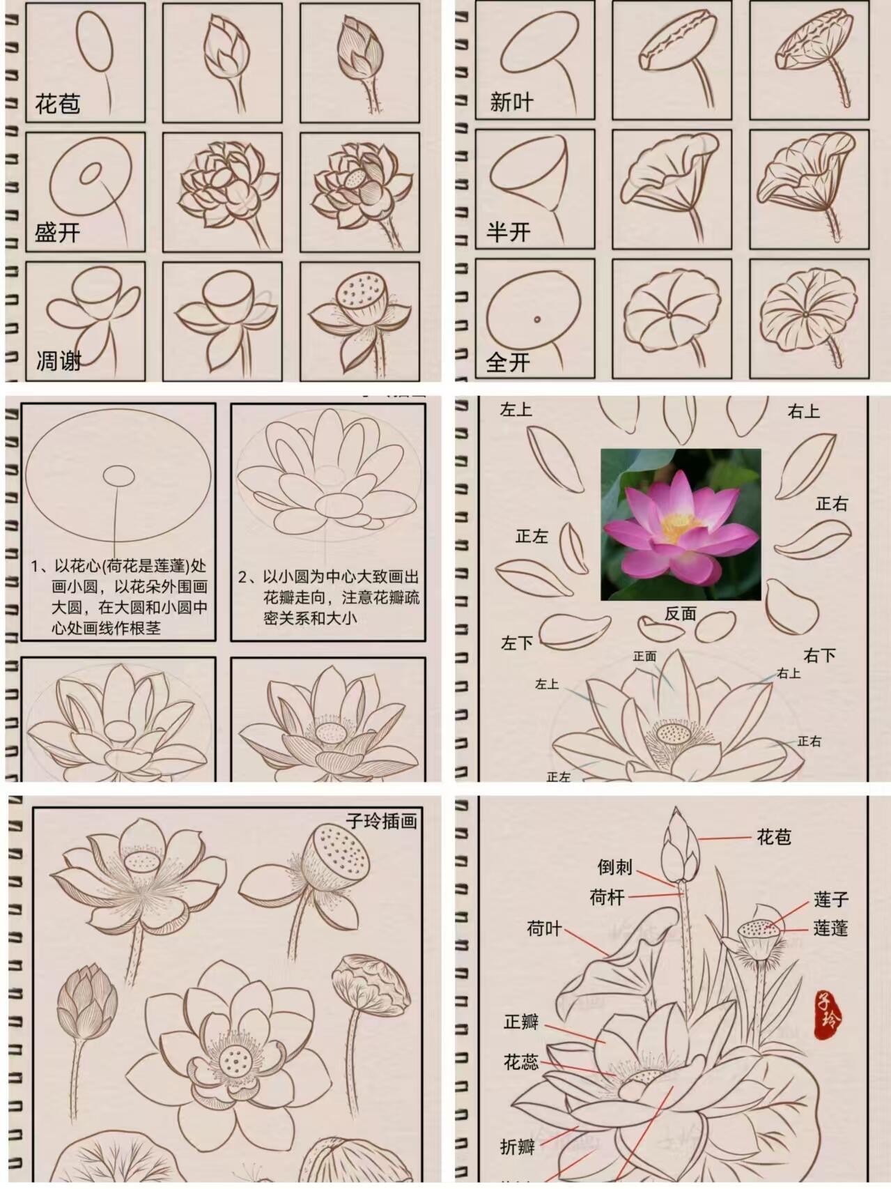 儿童水墨画荷花步骤图片