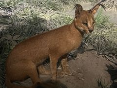 -国家自然博物馆