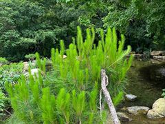 -广州市石门国家森林公园