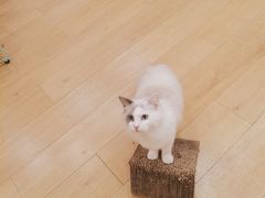 -Let's go狗咖·猫咖·奶狗·桌游(春熙路IFS店)