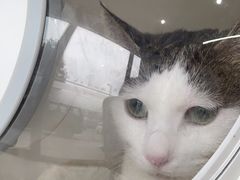 -艾贝尔宠物医院·24H转诊中心·肿瘤猫专科(江宁双龙店)