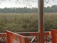 -大湾区中央湿地公园