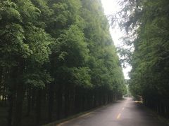 -日照海滨国家森林公园