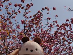 -高东镇樱花园