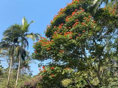 -中国科学院西双版纳热带植物园