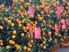 -双季花艺园艺市场(浦东店)