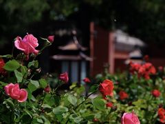-故宫博物院(故宫)