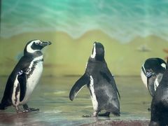-海合安武汉极地海洋公园