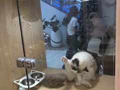 -屋虎猫馆(宝安大仟里店)