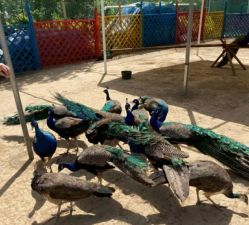 -萌宠亲子动物乐园(槐房万达店)