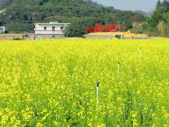 -光明小镇欢乐田园