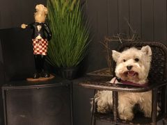 -百好乐宠物友好餐厅(朝外大街店)