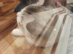 -袖虎·猫馆(体育西路店)