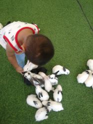 -萌宠亲子动物乐园(槐房万达店)