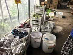 -马陆小张葡萄园农家乐